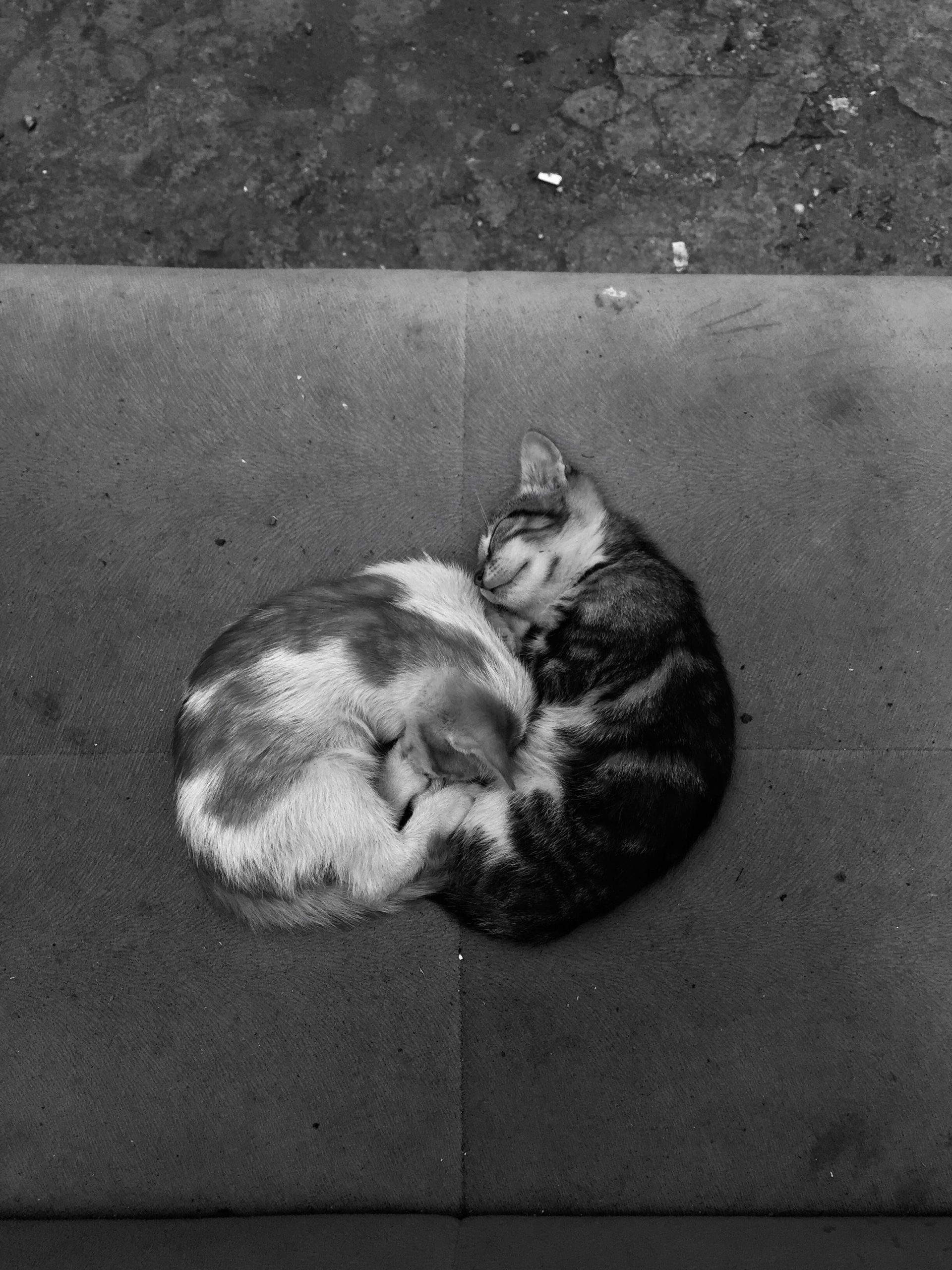 pexels-dilan-archive-17188169