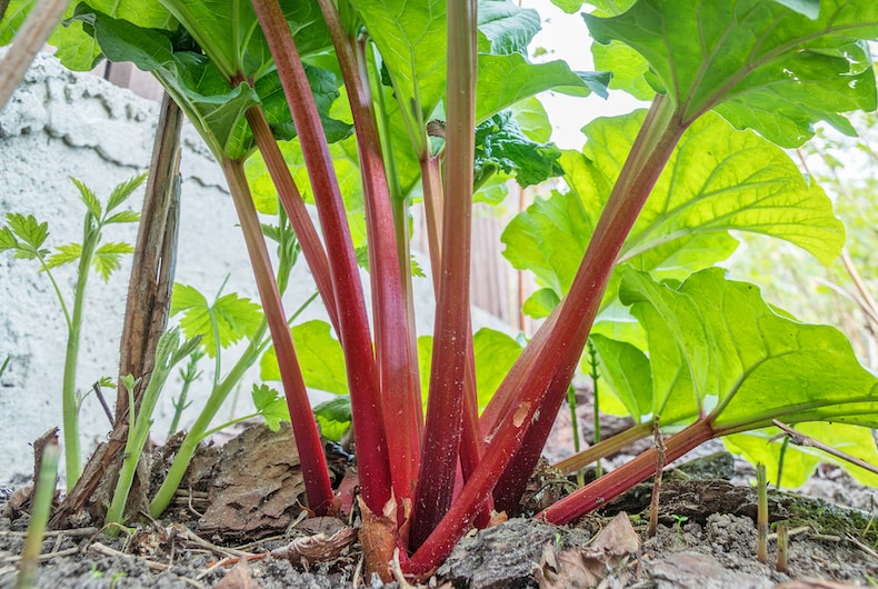 rhubarb-growing-out-of-ground