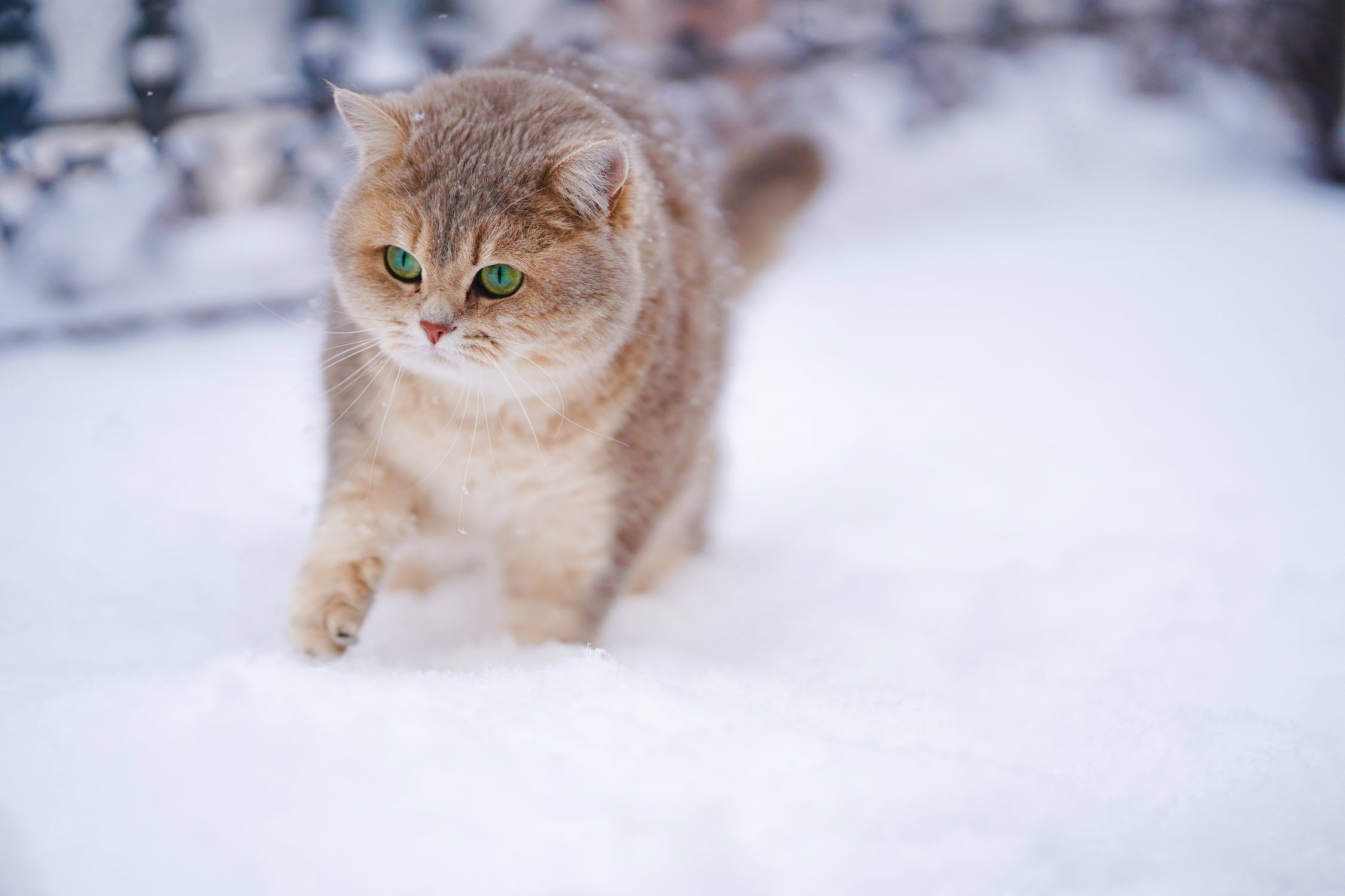 winter