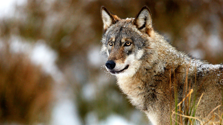 wolf-2